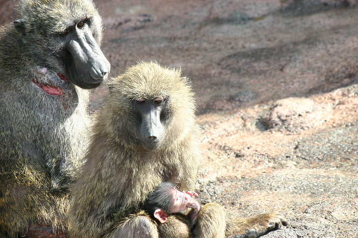 maimuta, gradina zoologica, copil maimuta, animale, maimuţă de familie, babuin, faunei sălbatice