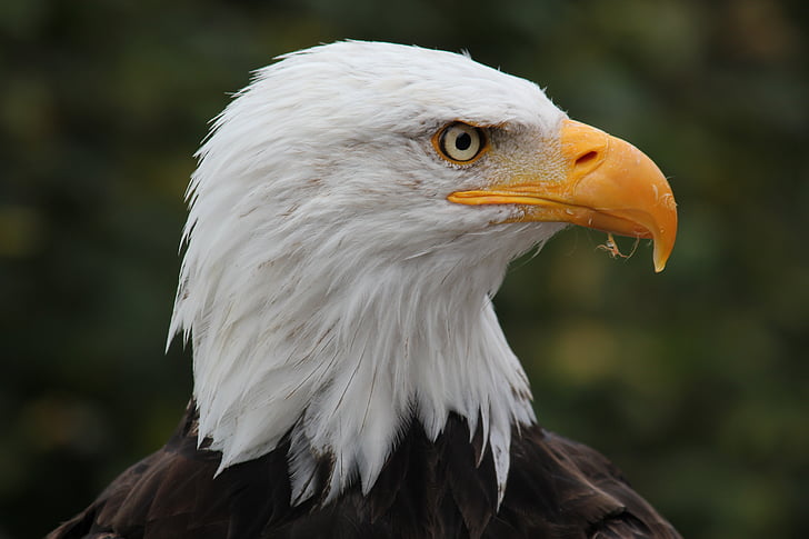 parks, Adler, Raptor, Bald eagle, likumprojekts, plēsīgo putnu, putns