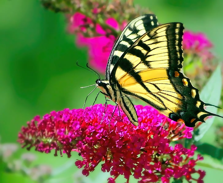 borboleta, rabo de andorinha amarelo, rabo de andorinha, amarelo, inseto, natureza, flor
