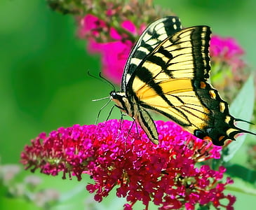 papallona, cua d'Oreneta groc, cua d'Oreneta, groc, insecte, natura, flor