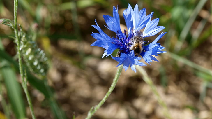 cornflower, blue, plant, bee, blossom, bloom