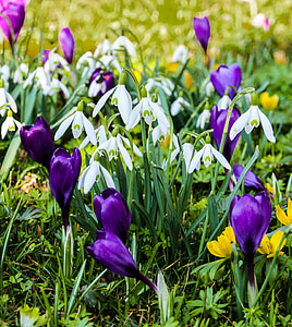 Pavasaris, Crocus, sniegpulkstenīte, gada pavasarī pļavā, ziedi, balta, Bloom