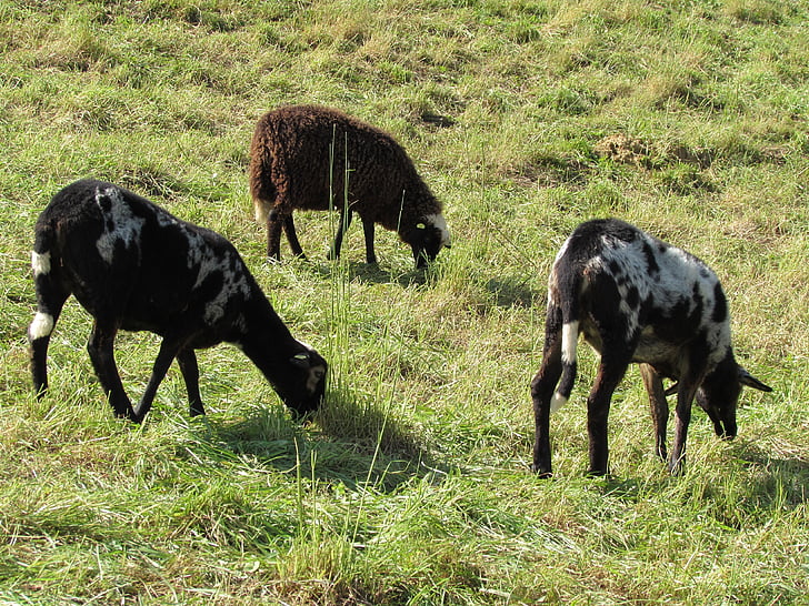 ovelles, pasturar, ramat, animals