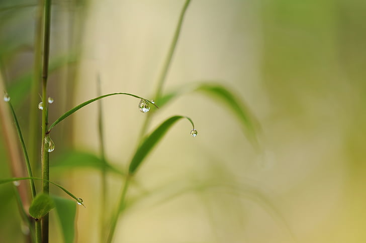 bamboo, drip, raindrop, close, nature, leaves, green