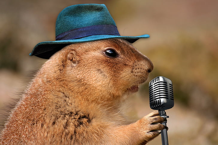 prairie dog, singing, musical rodent, nature, animal, brown, singer