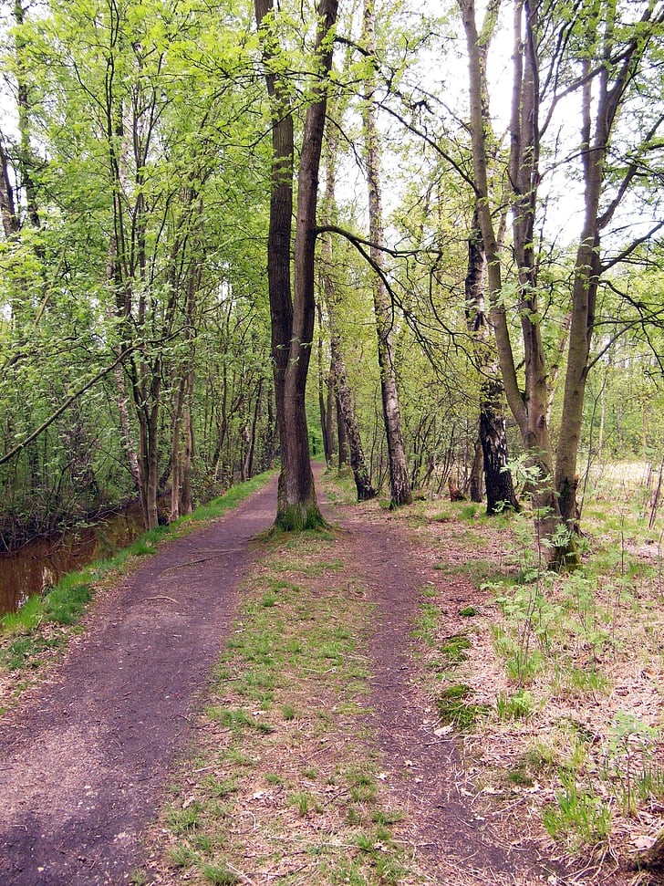trail, forest path, path, walk, spring, moor, raakmoor