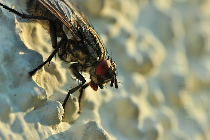 fly, close, insect, compound eyes
