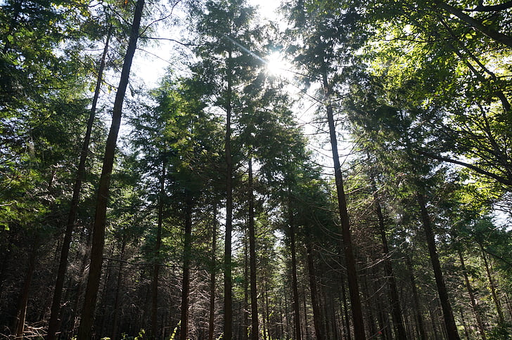 Woods, drevo, tieň