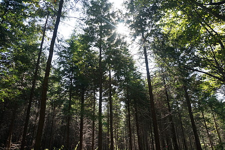 Woods, dřevo, stín