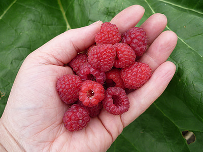 raspberries, berries, red, fruits, hand, summer, nature