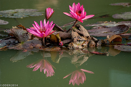 flowers, purple, water lily, lily, lilies, beautiful, pink