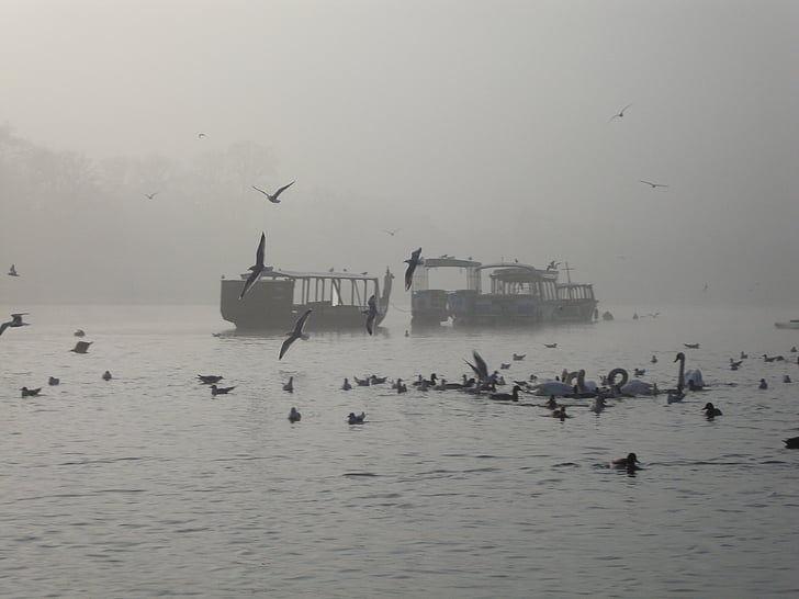 water, the fog, birds, landscape, morning, nature, sea