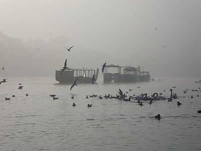 νερό, η ομίχλη, πουλιά, τοπίο, το πρωί, φύση, στη θάλασσα