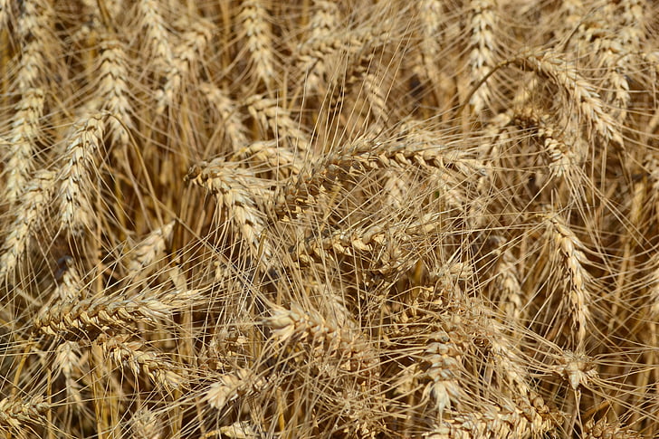 pšenica, poľnohospodárstvo, zrno, obilniny, pšenica ucho, Príroda, farma