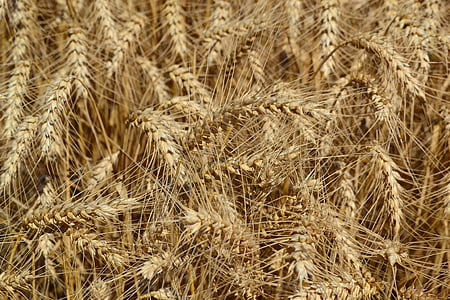 trigo, agricultura, grão, cereais, orelha de trigo, natureza, fazenda