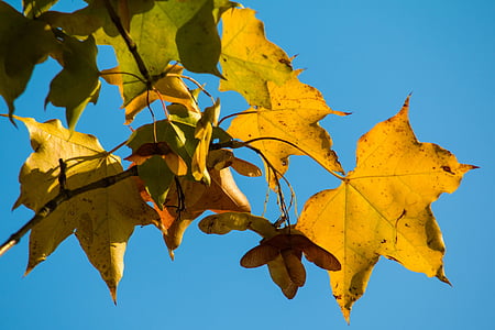 autunno, foglia, giallo, foglie, autunno dorato, foglie in autunno, fogliame di caduta