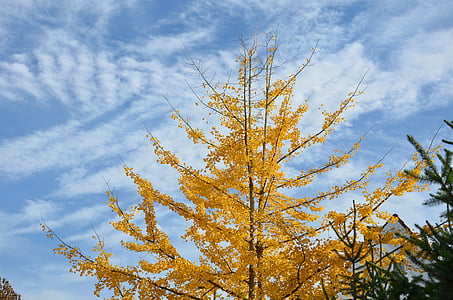 automne, arbre, nature, Sky, Direction générale de la, nuages, reste