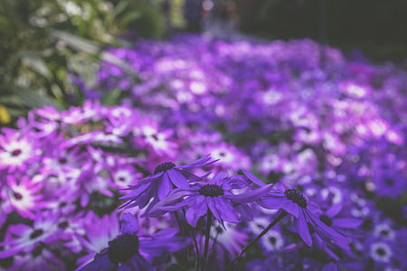 Purple, fleur, Bloom, Blossom, feuille, pétales, jardin