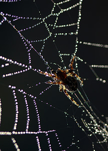 거미, 스파이더 웹, 드랍 스, 이 슬, 장소, 연결