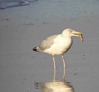 seagull, beach, sea, bird, nature, wildlife, animal