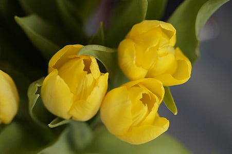 tulipani, rumena, cvet, cvet, cvet, blizu, pomlad