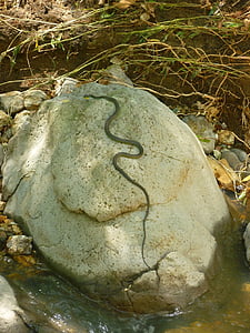 serpiente, roca, naturaleza, Bush, serpiente, flora y fauna