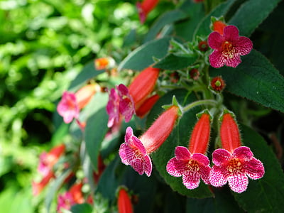 kohleria cultivar, flors, vermell, jardí, colors, planta, natural