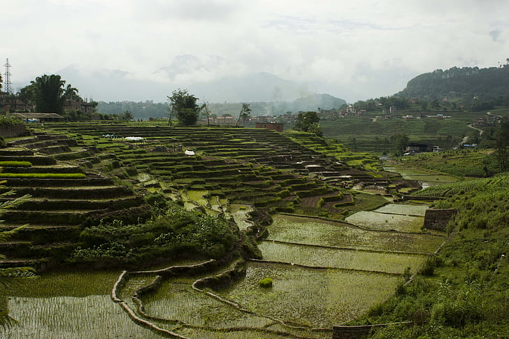 terräng, ris, risfält, terrass jordbruk, Nepal, ris plantager, plantager
