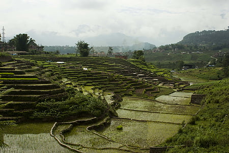 terreinen, rijst, rijst veld, Terras landbouw, Nepal, rijst plantages, plantages