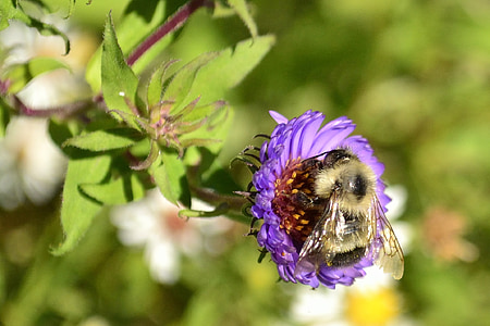 蜂, 花, 自然, 紫, ワイルドフラワー, ブロッサム, ブルーム