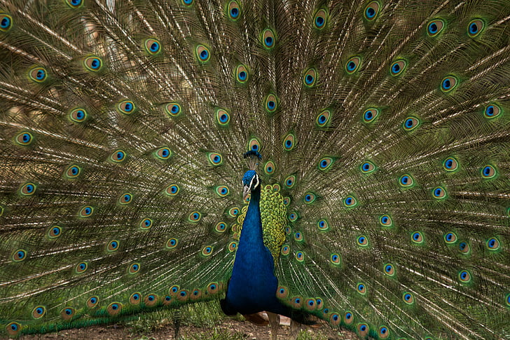 màu xanh, màu nâu, màu xanh lá cây, Peacock, động vật, chim, lông