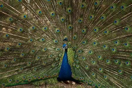 blue, brown, green, peacock, animals, birds, feathers