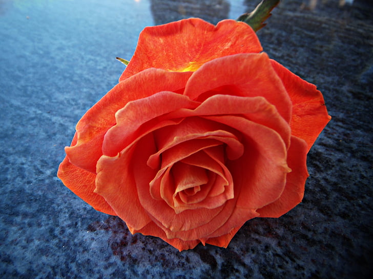 Rosa, roz portocaliu, petale, reflecţie, marmura, perspectiva, pace
