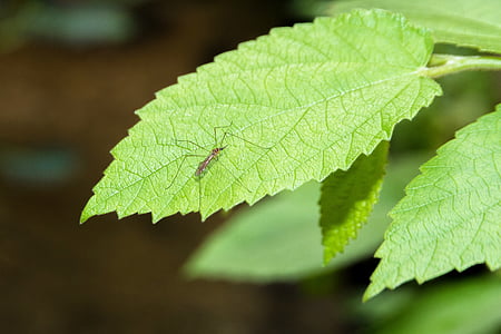 la zanzara, zanzare maschile, i pantaloni di zanzara, foglie di autunno