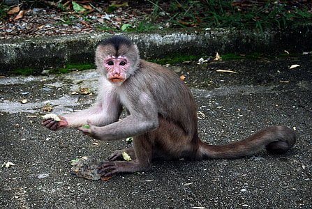 mono, monkeys, nature, fauna, animal, mammals, intelligence