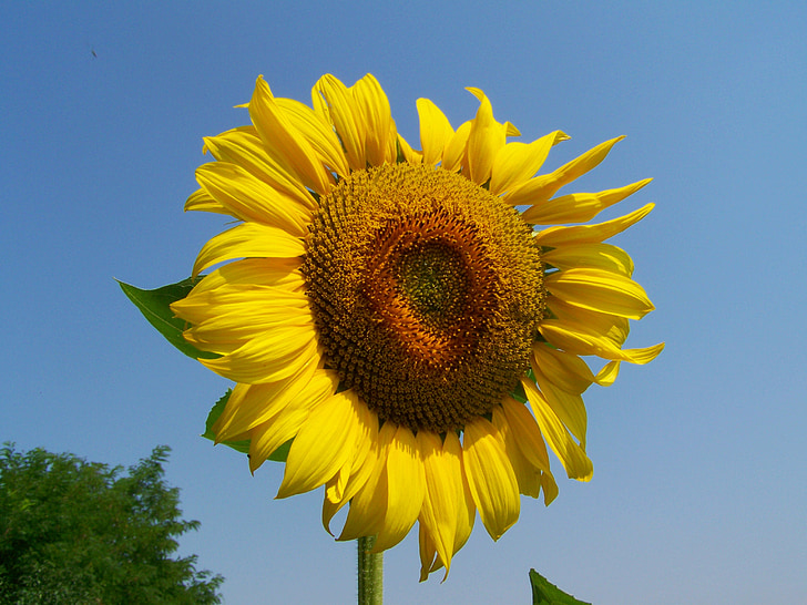 Sunflower, geel, gewassen, zomer