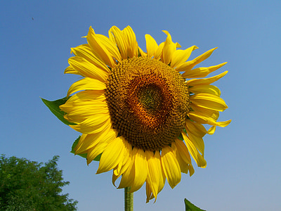 sunflower yellow, crops, summer