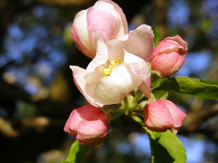 äppelblom, Stäng, våren, äppelträd, Bloom, Apple tree blossom, blomma