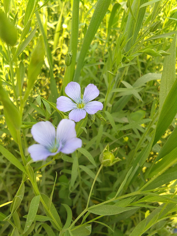 flower, green leaves, shape, nature, plant, summer, outdoors
