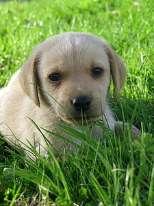 dog, golden, labrador, grass, cute, animal, outdoors