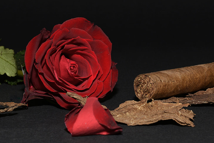 steeg, rode roos, sigaar, tabaksbladeren, Rozenblaadjes, bloem, Blossom