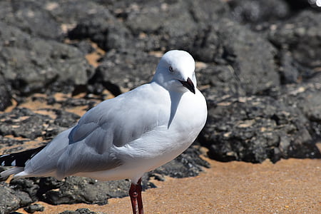 vták, biela, Sea gull, zviera, pierko, krídlo, divoké