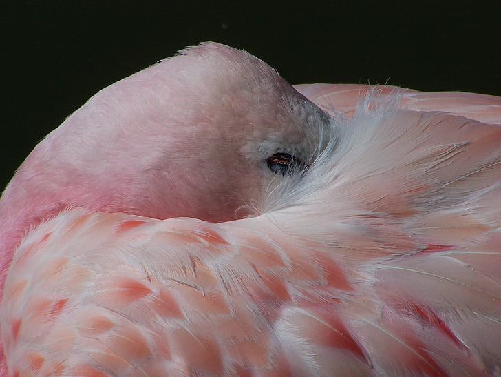 flamingas, paukštis, rožinė, balta, Egzotiški, Laukiniai gyvūnai, Plunksna