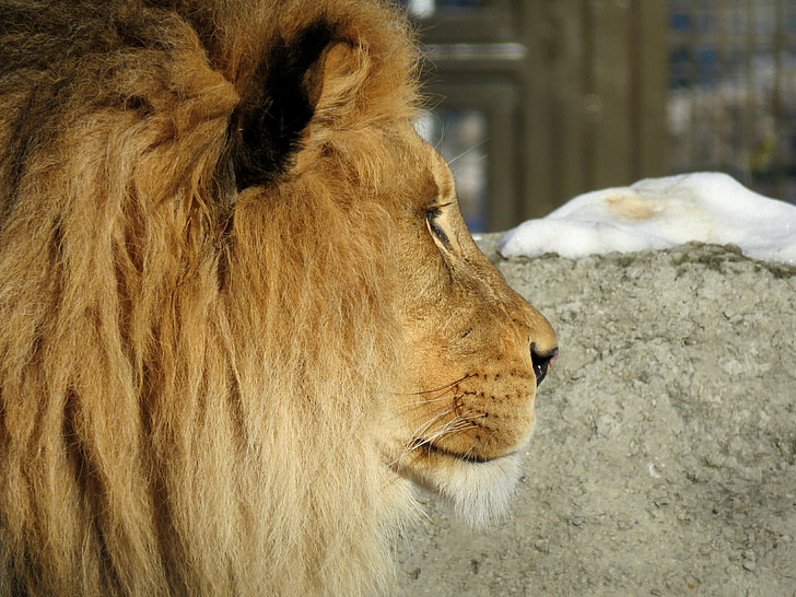 lion, mane, male, big cat, zoo, fur, animal