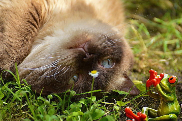 kočka, číhající, žába, obrázek, Britská krátkosrstá kočka, Mieze, modré oko