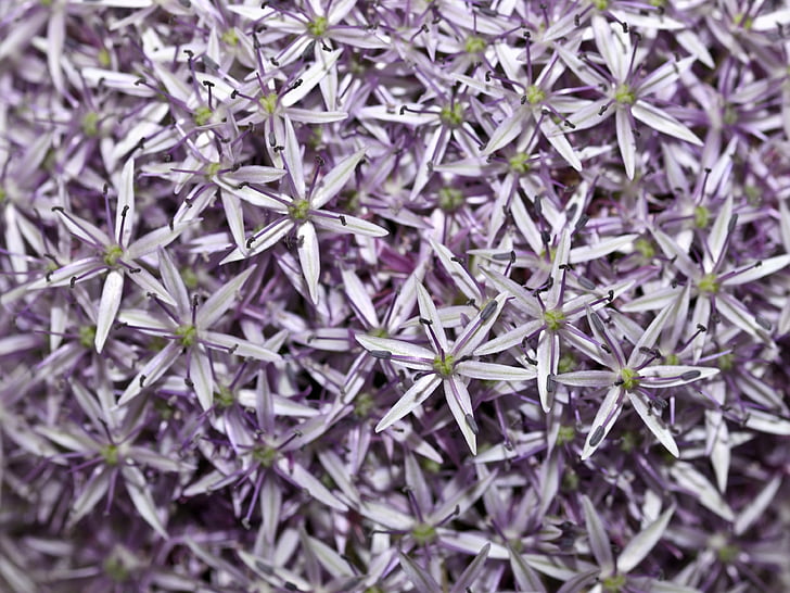 Allium, fleur, Purple, arrière-plan