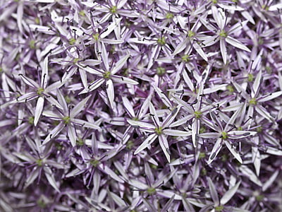 Allium, Hoa, màu tím, nền tảng