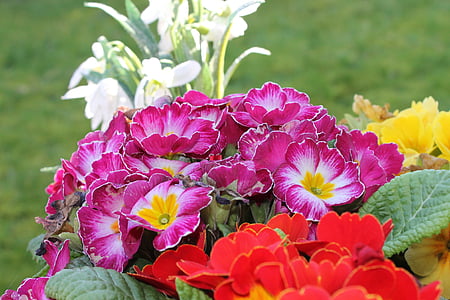 flores, colorido, naturaleza, primavera, Color, flor, floración