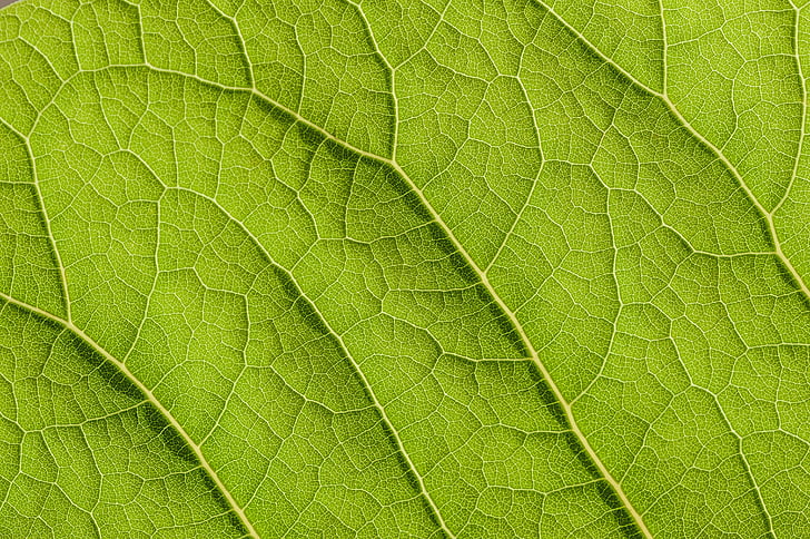 green, leaf, structure, nature, plant, veins