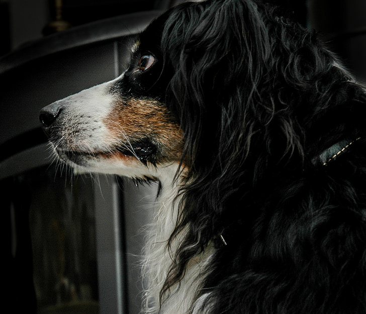 hund, profil, sort og hvid